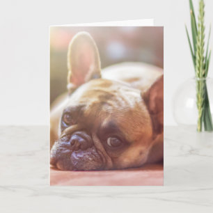 french bulldog laying card