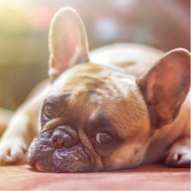 french bulldog laying cutout (Front)