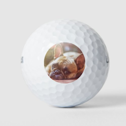 french bulldog laying golf balls