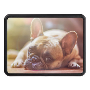 french bulldog laying hitch cover