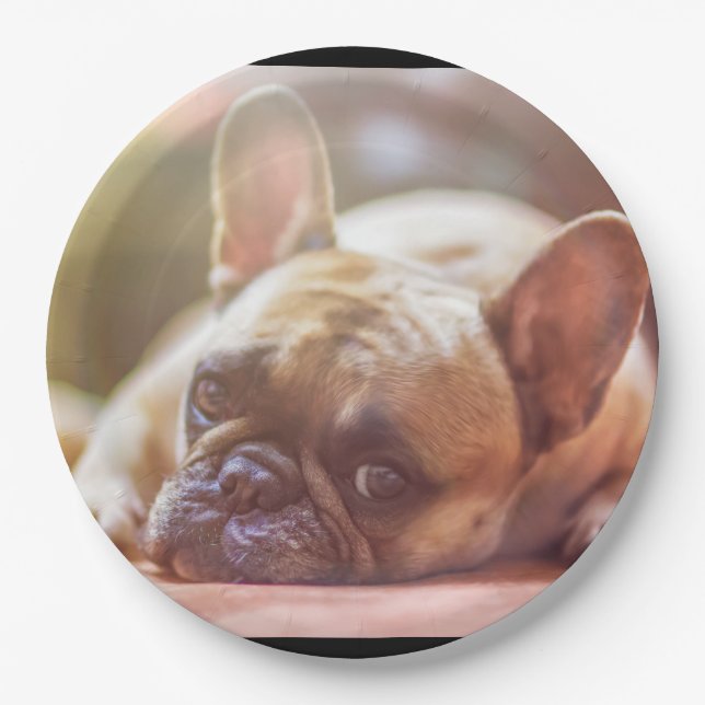 french bulldog laying paper plates (Front)