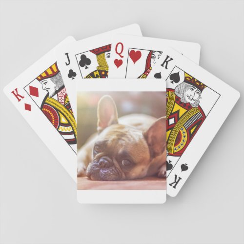 french bulldog laying playing cards