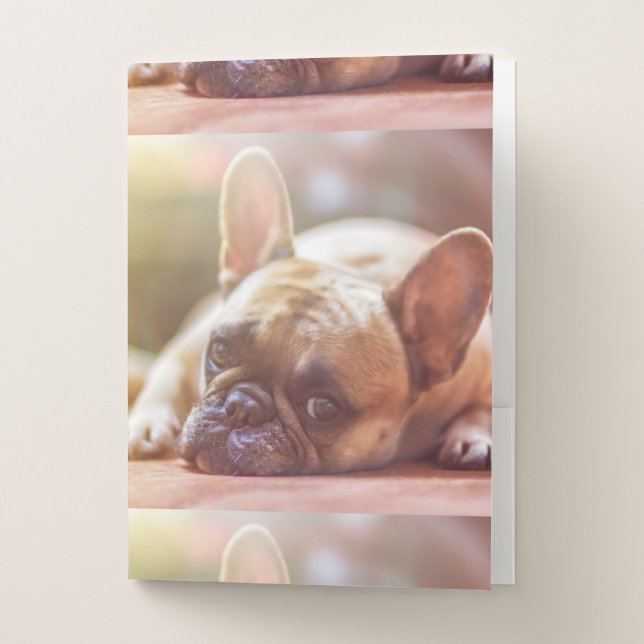 french bulldog laying pocket folder (Front)