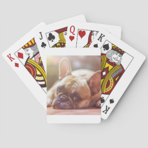 french bulldog laying poker cards