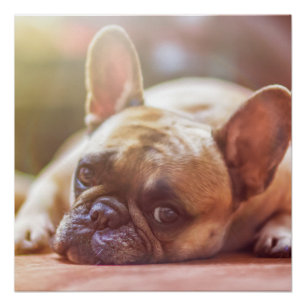 french bulldog laying poster