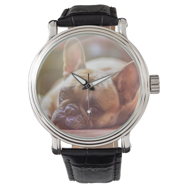 french bulldog laying watch (Front)