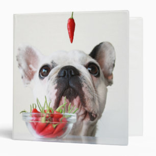 French Bulldog Looking At A Red Pepper Binder