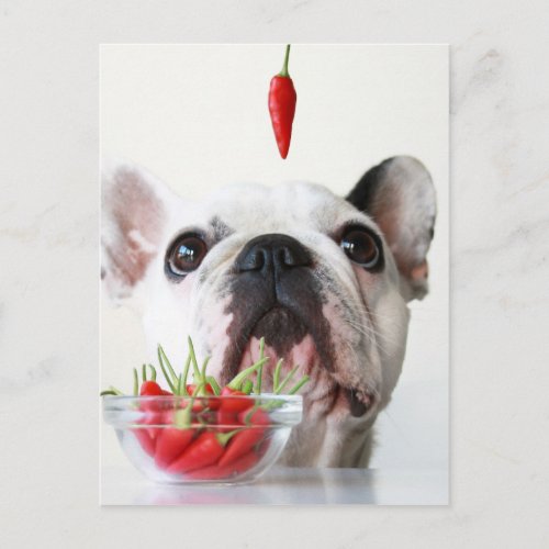 French Bulldog Looking At A Red Pepper Postcard