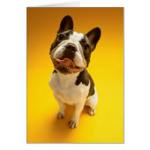 French Bulldog Looking Up (Front)