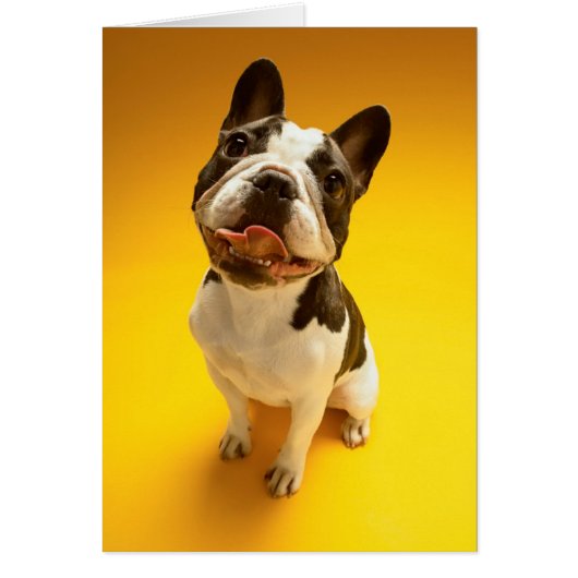 French Bulldog Looking Up Cards (Front)