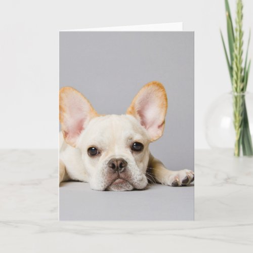 French Bulldog Lying Down Card