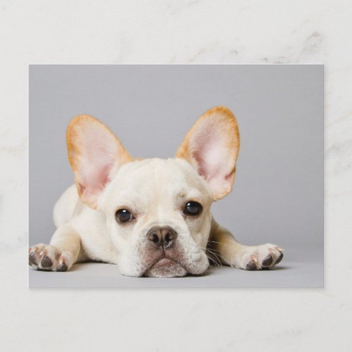 French Bulldog Lying Down Postcard