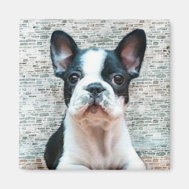 French Bulldog magnet (Front)
