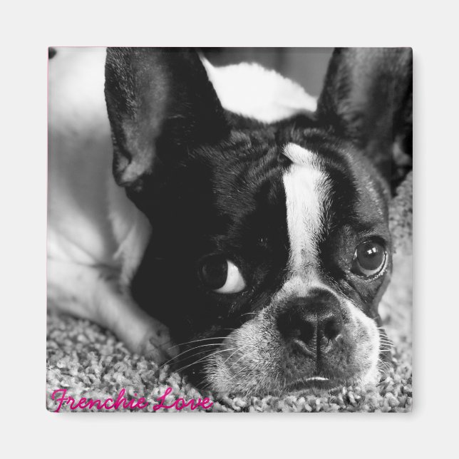 French Bulldog Magnet (Front)