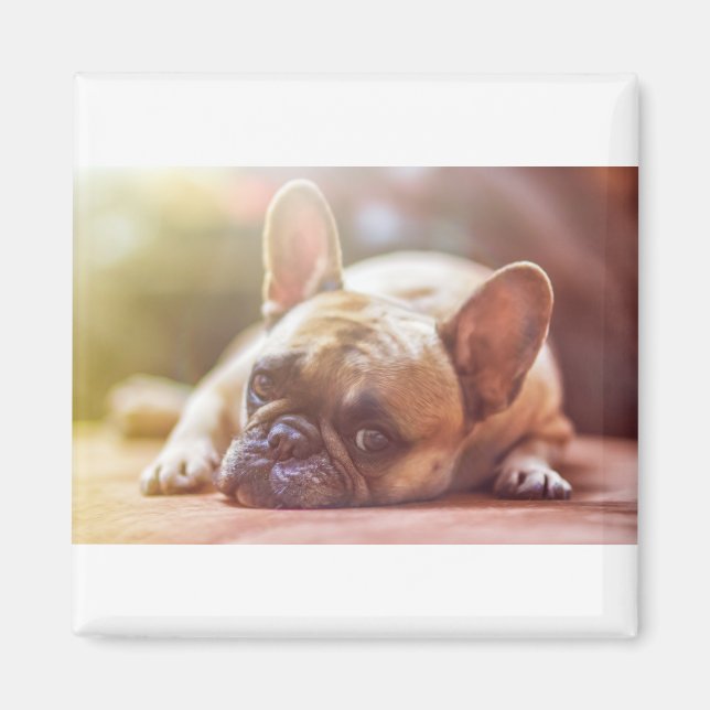 french bulldog magnet (Front)
