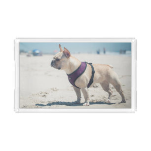French Bulldog On Beach Acrylic Tray