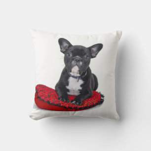 french bulldog-on red pillow