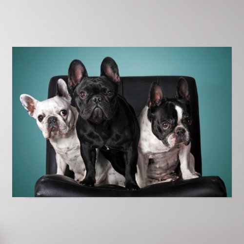 French Bulldog On The Chair Poster