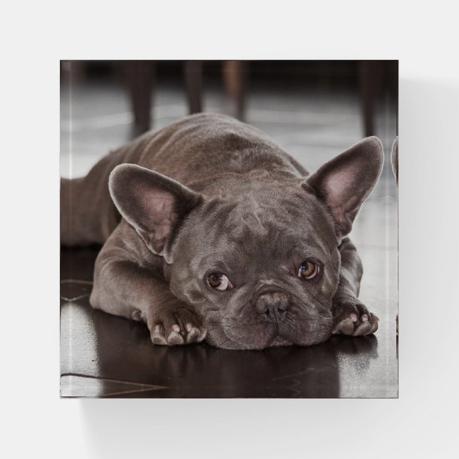 French Bulldog Paperweight (Front)