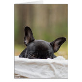 french bulldog peeking puppy (Front)