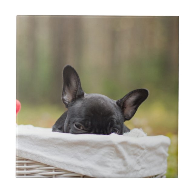 french bulldog peeking puppy ceramic tile (Front)