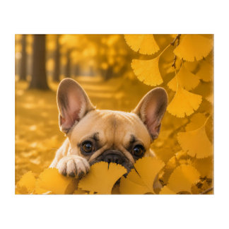 French Bulldog Peeking Through Golden Ginkg Acrylic Print