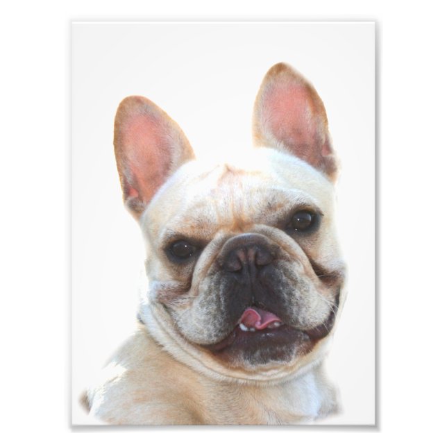 French bulldog photo print (Front)
