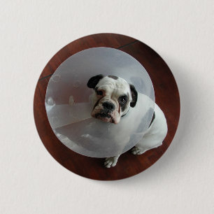 French Bulldog Pinback Button