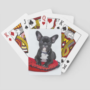 French bulldog playing cards