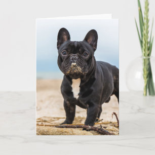 French Bulldog Playing in the Sand Card