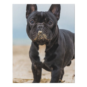 French Bulldog Playing in the Sand Faux Canvas Print