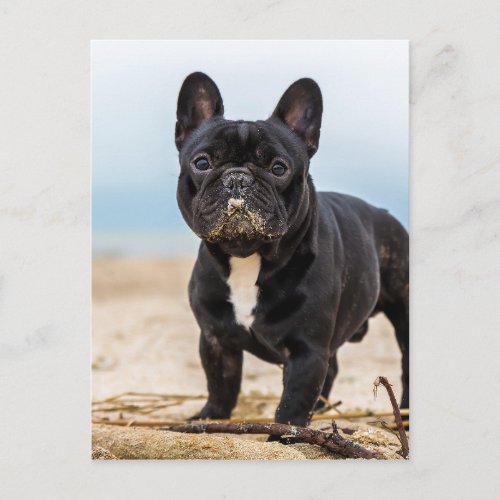 French Bulldog Playing in the Sand Postcard