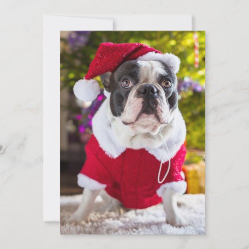 French Bulldog Ponders Christmas Holiday Card