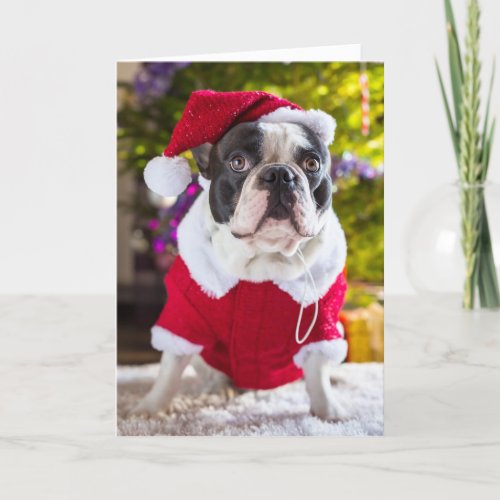 French Bulldog Ponders Christmas Holiday Card