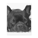 French Bulldog Postcard