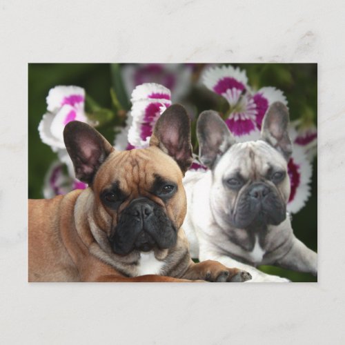 French Bulldog postcard