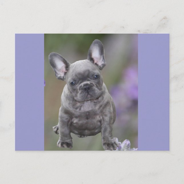 French Bulldog postcard (Front)