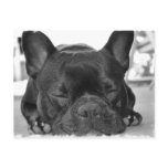 French Bulldog Postcard