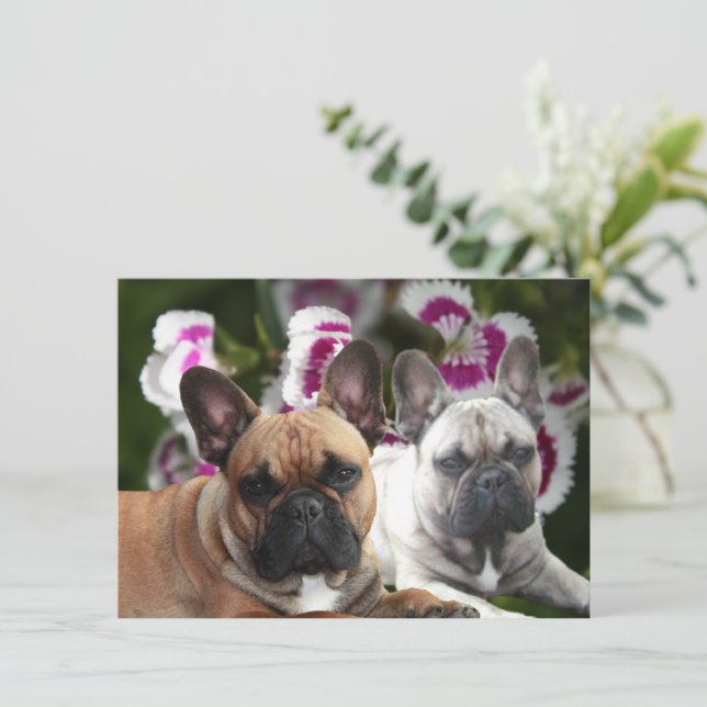 French Bulldog postcard (Standing Front)