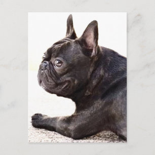 French Bulldog Postcard