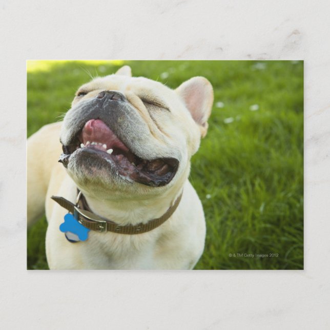 French Bulldog Postcard (Front)