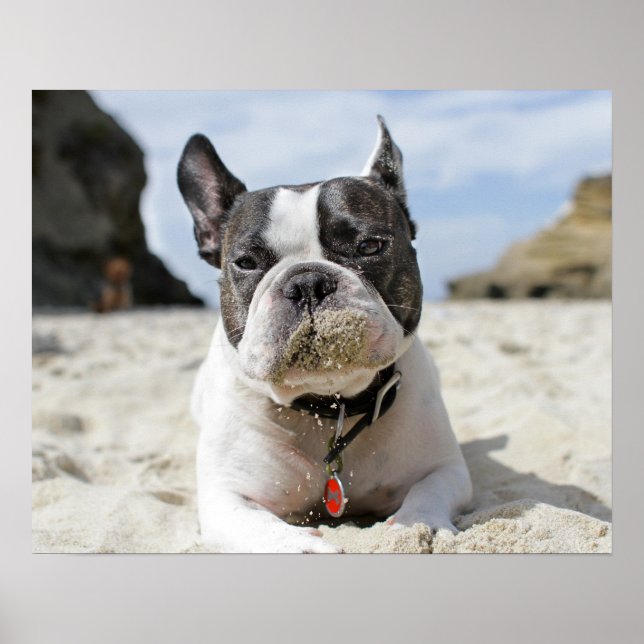 french bulldog poster (Front)