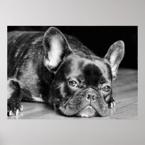 French Bulldog Poster