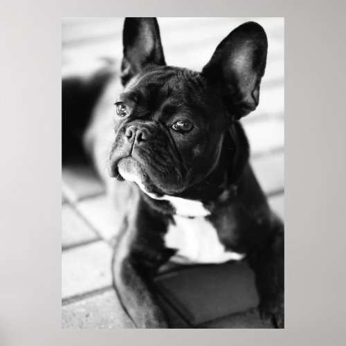 French Bulldog Poster