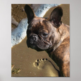 French Bulldog Poster 