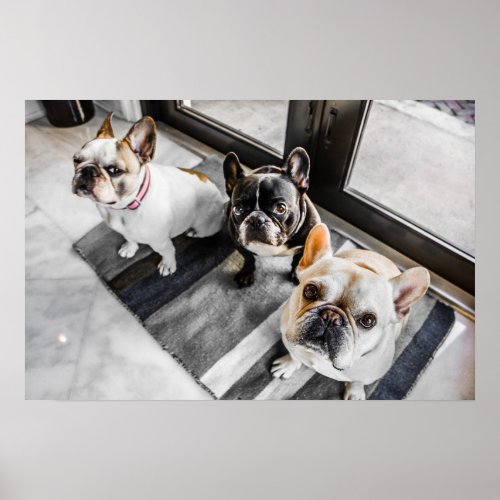 French bulldog poster