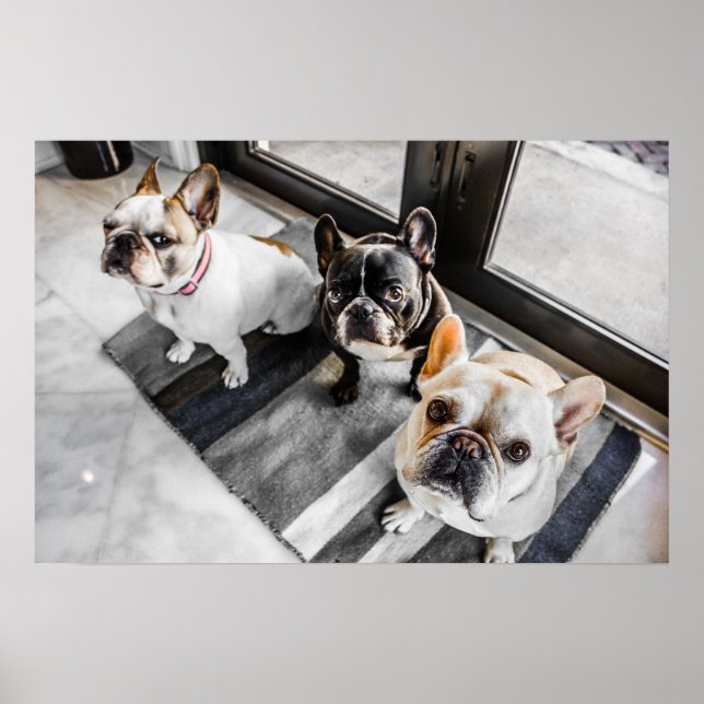 French bulldog poster (Front)