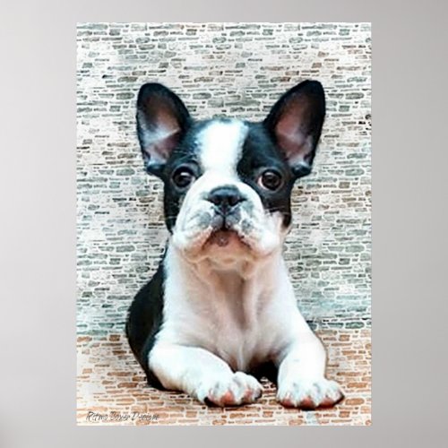 French Bulldog poster