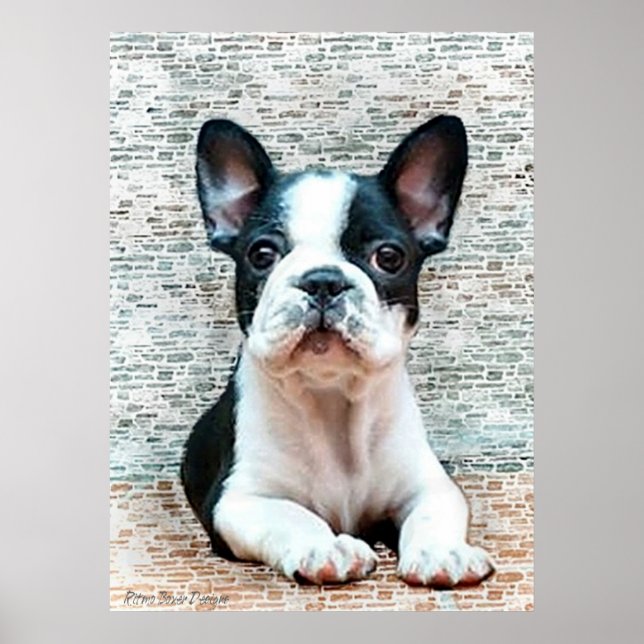 French Bulldog poster (Front)