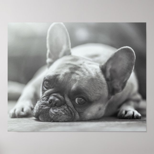 French Bulldog poster (Front)